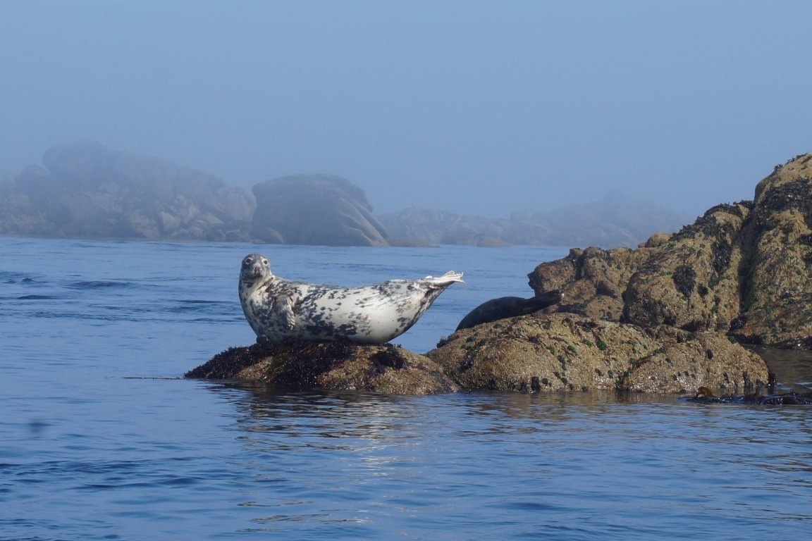 Phoque sur Molène