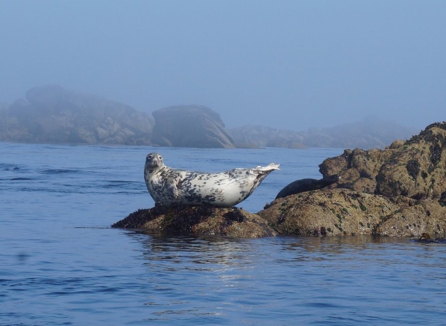 Phoque sur Molène