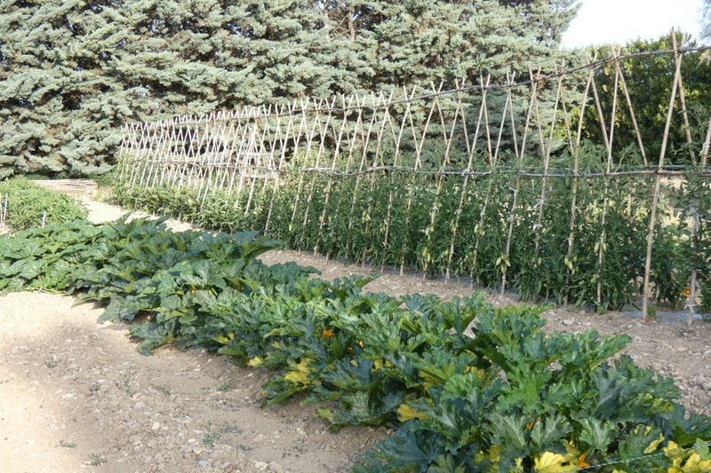 Notre potager