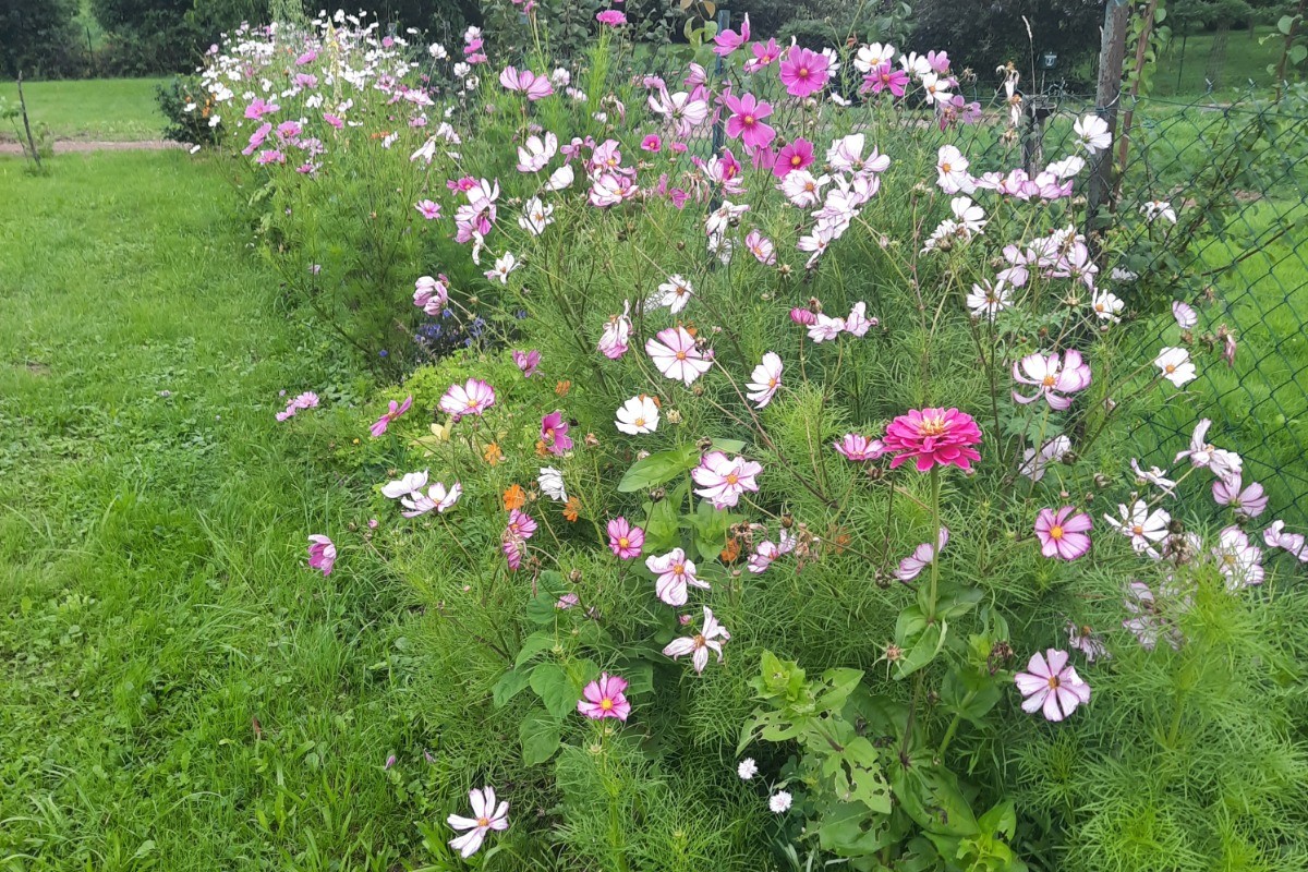 Fleurs d'été au jardin - Le Chanot