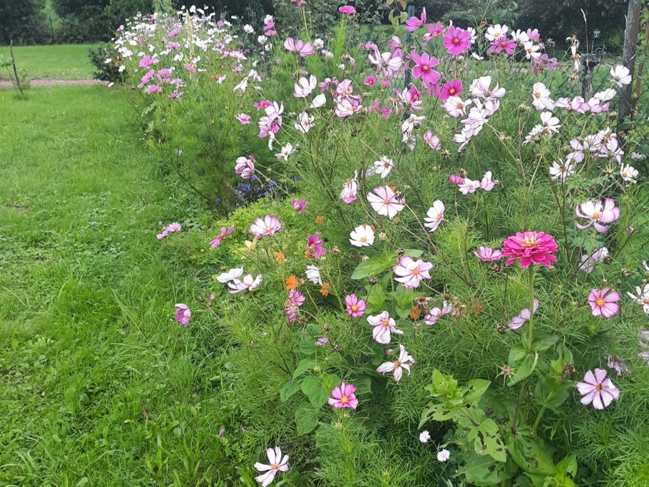 Fleurs d'été au jardin - Le Chanot