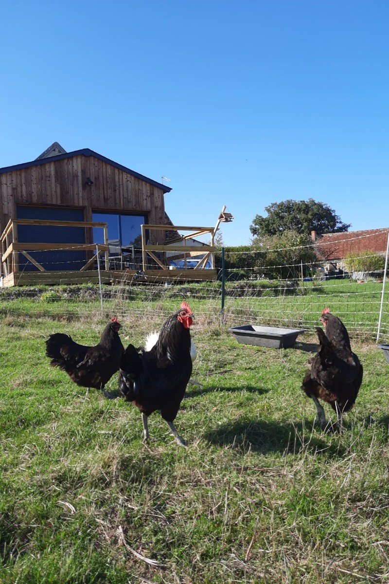 Poules Gélines de Touraine aux abords du gîte