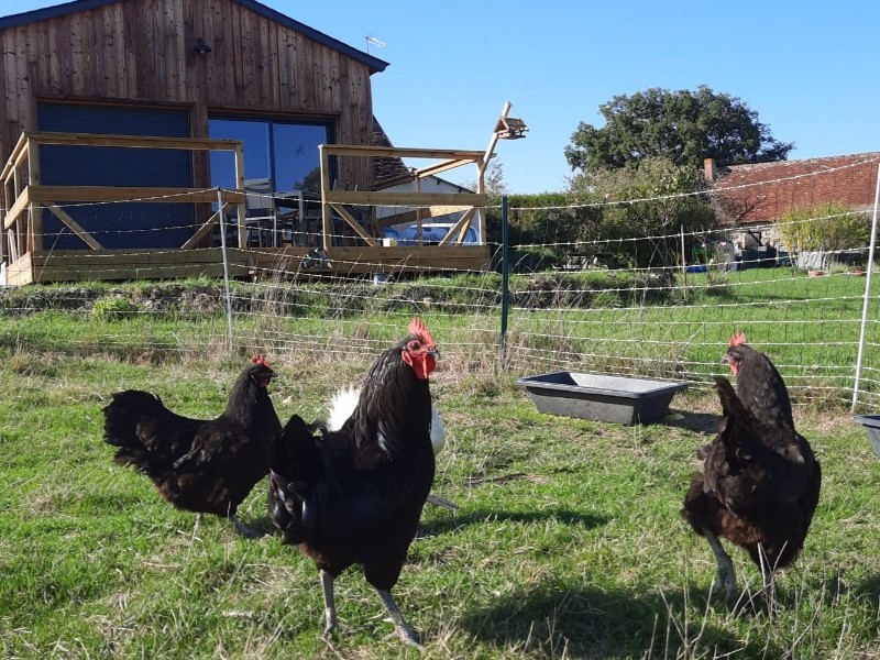 Poules Gélines de Touraine aux abords du gîte