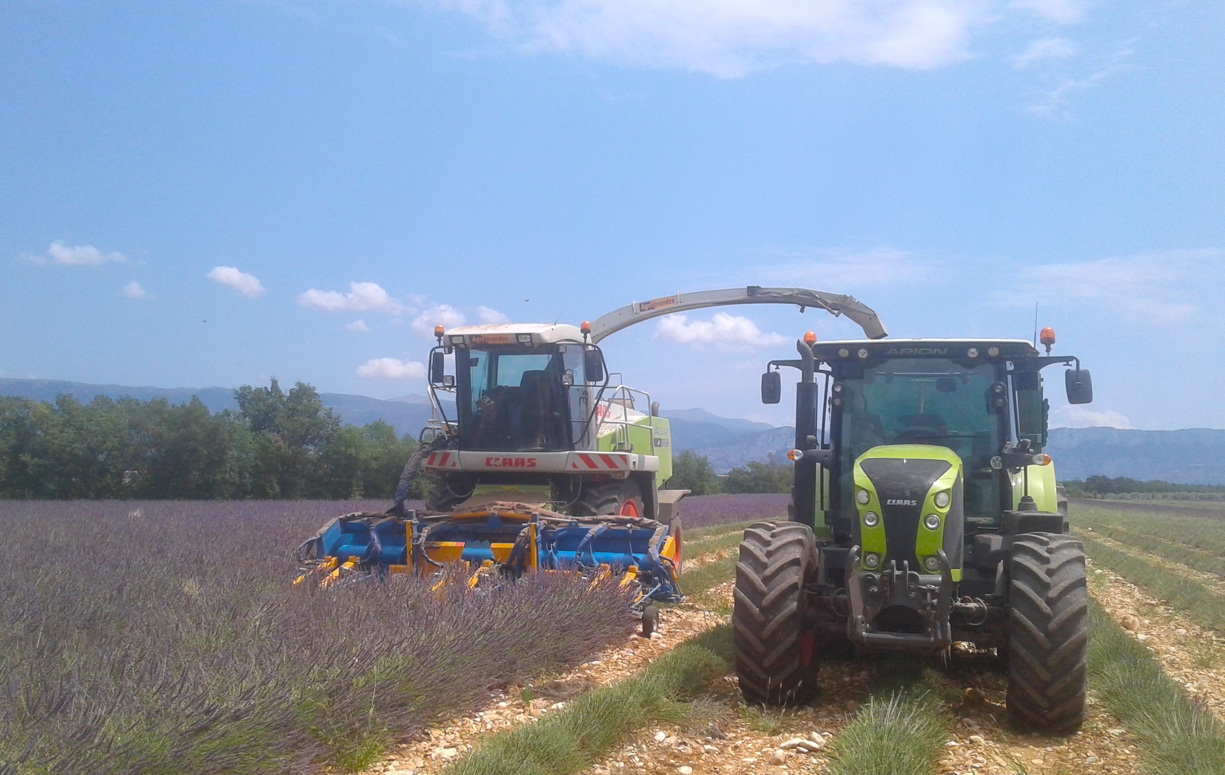 La récolte de la lavande