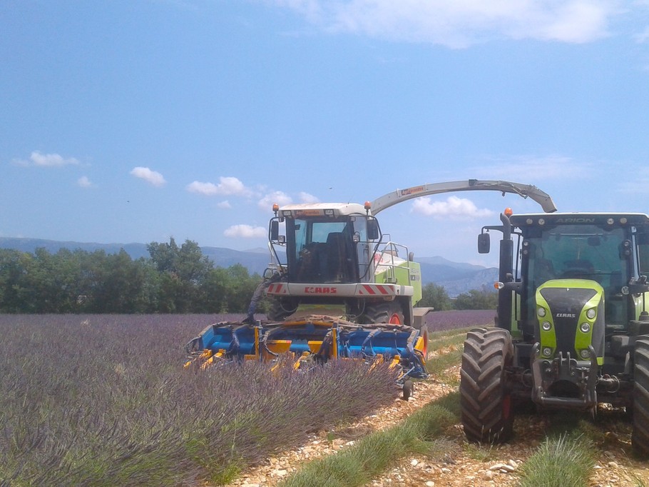 La récolte de la lavande