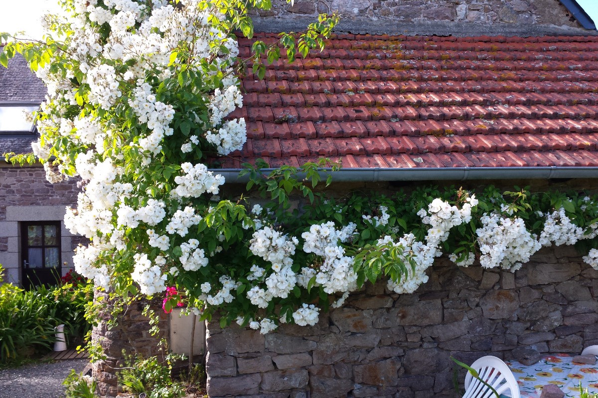 L' Appentis de " Charline " et ses Roses