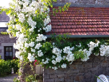 L' Appentis de " Charline " et ses Roses