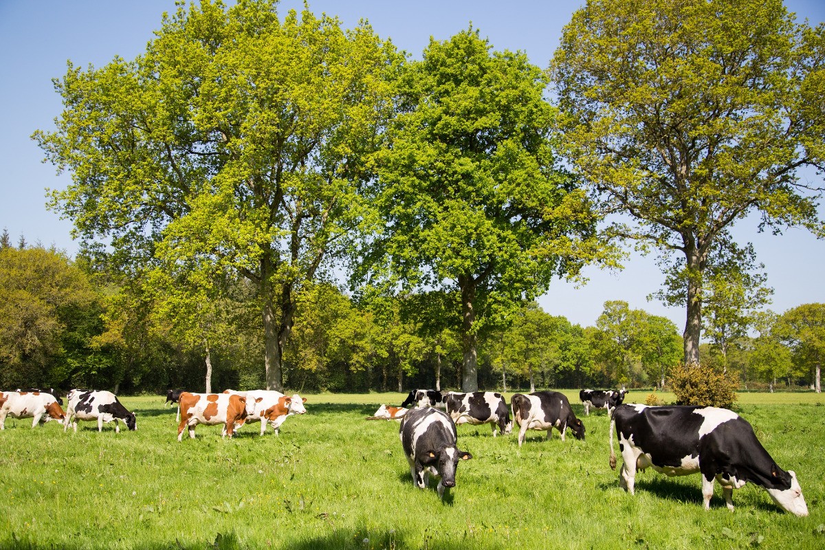 Le gîte est situé sur notre ferme en agriculture biologique