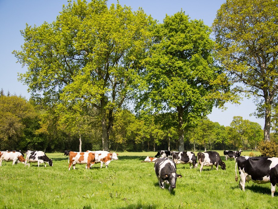 Le gîte est situé sur notre ferme en agriculture biologique