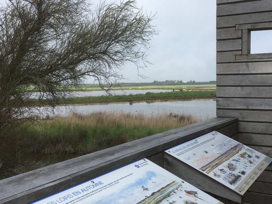 Observatoire d'oiseaux
