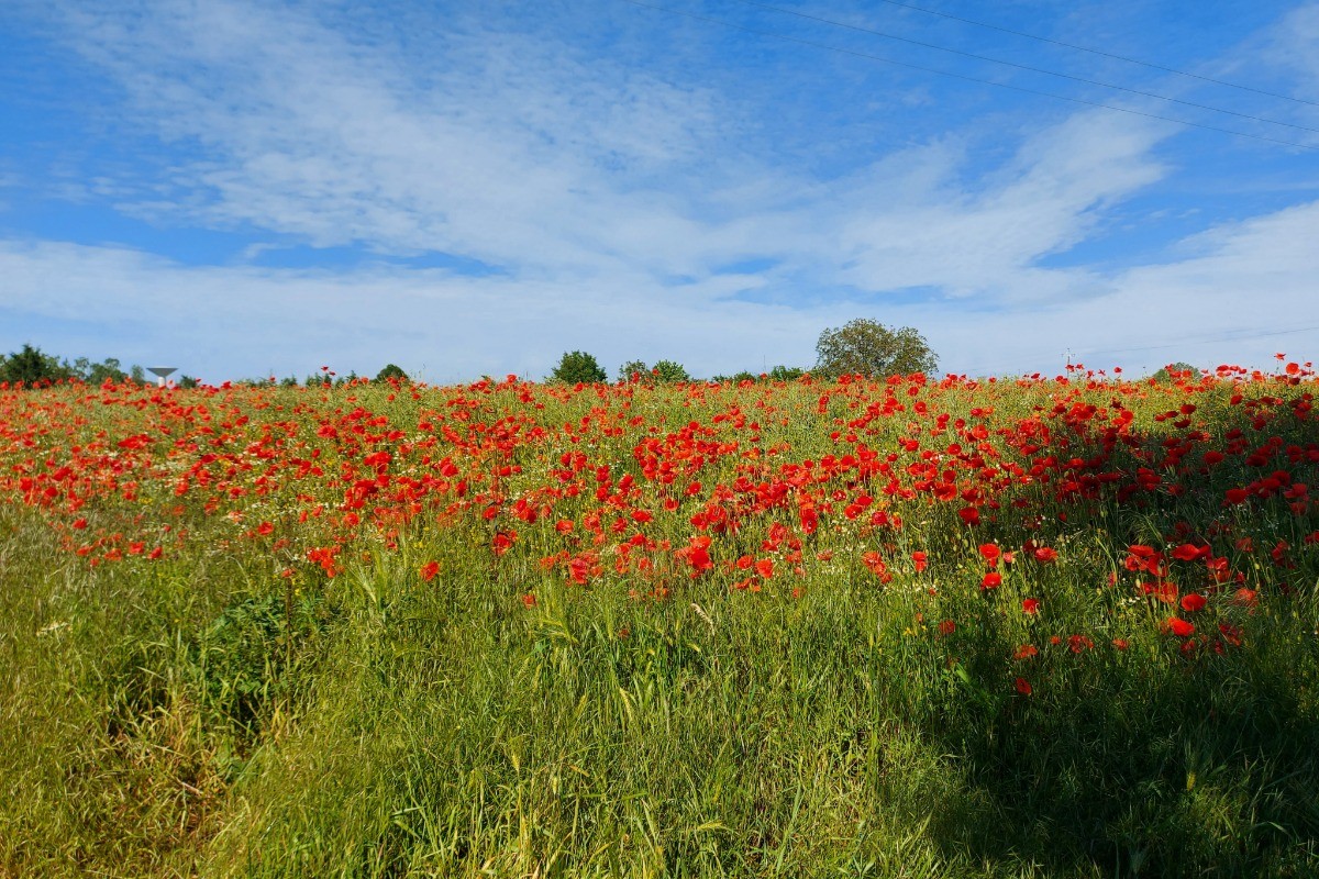 Les coquelicots nous ont offert un décor de carte postale en lisière du jardin.