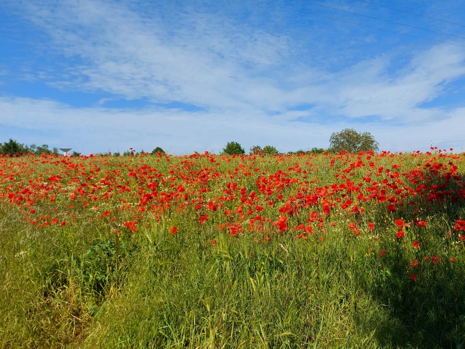 Les coquelicots nous ont offert un décor de carte postale en lisière du jardin.