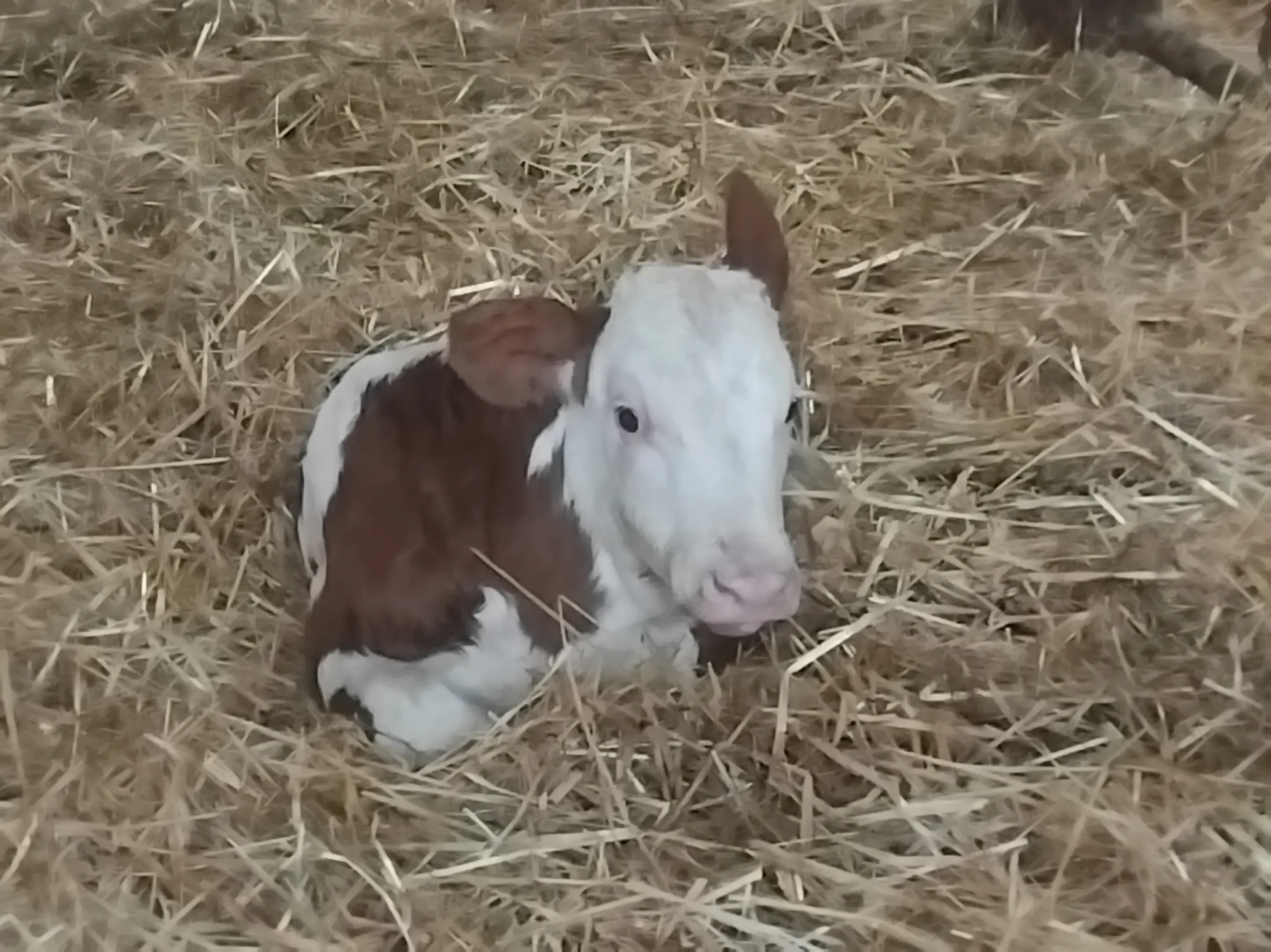veau venant de naitre