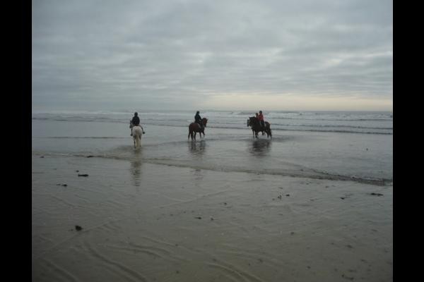 Centre équestre Erdeven à 300m de la Villa, balade sur la plage