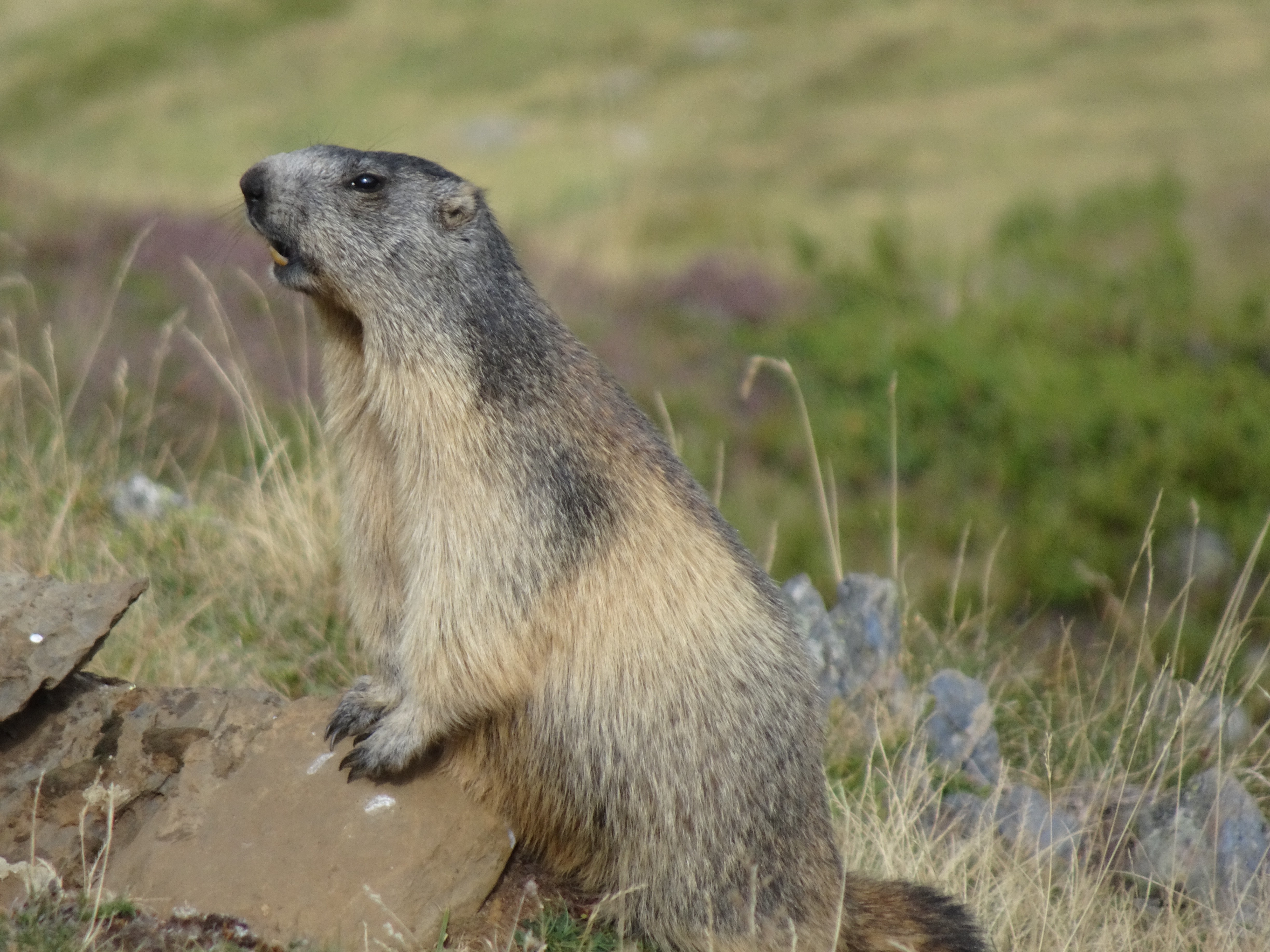Marmotte