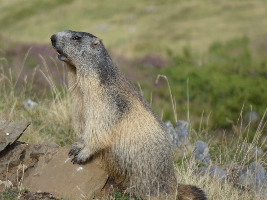 Marmotte