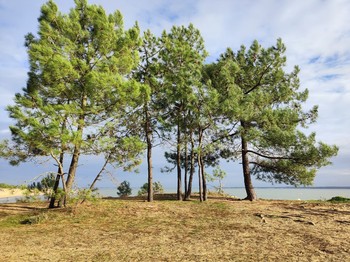 St Trojan les Bains. Plage de Gatseau