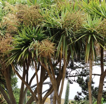 Ile Tatihou (jardins)