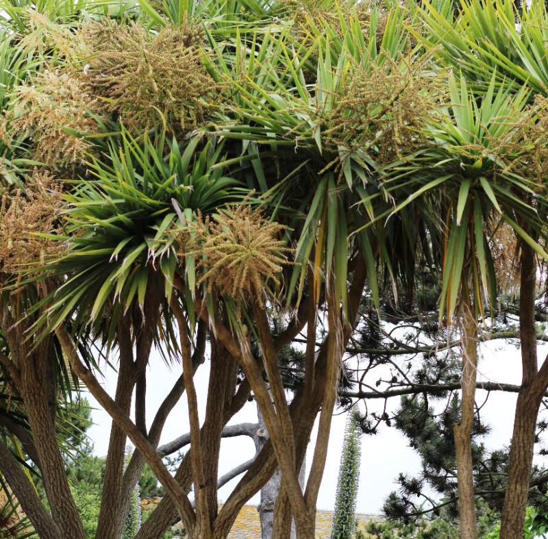 Ile Tatihou (jardins)