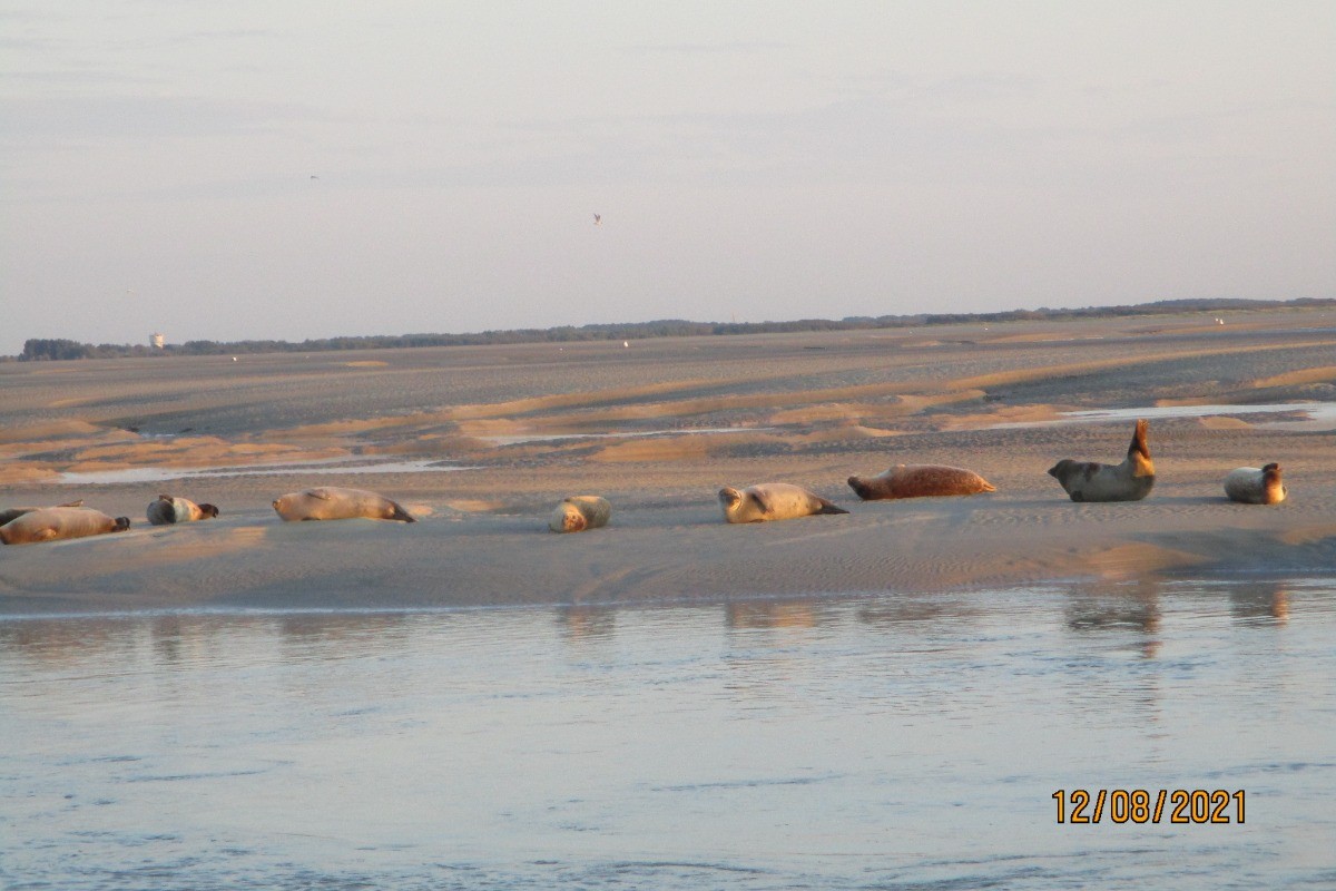 Phoques Baie Authie à Berck