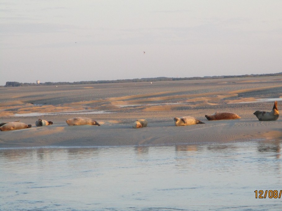Phoques Baie Authie à Berck