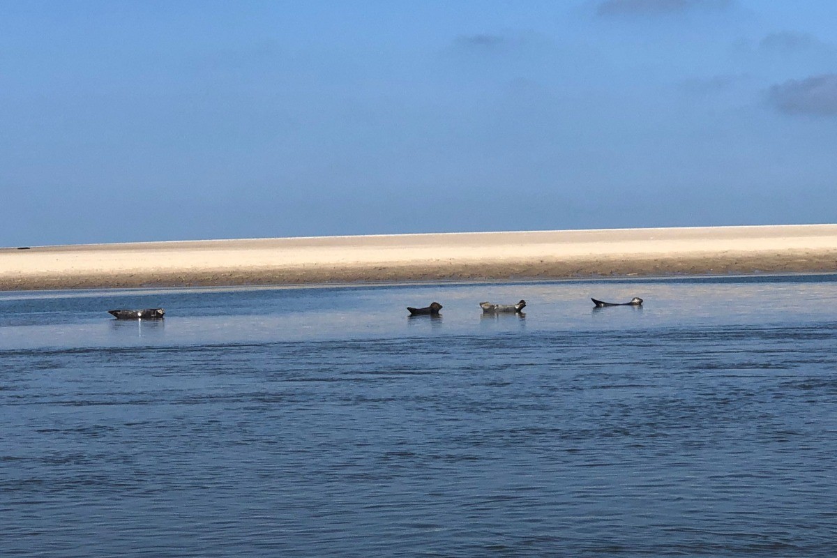 Les Phoques à Berck