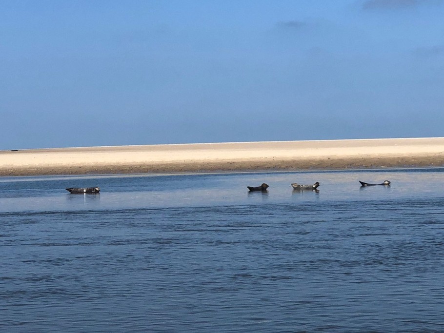Les Phoques à Berck