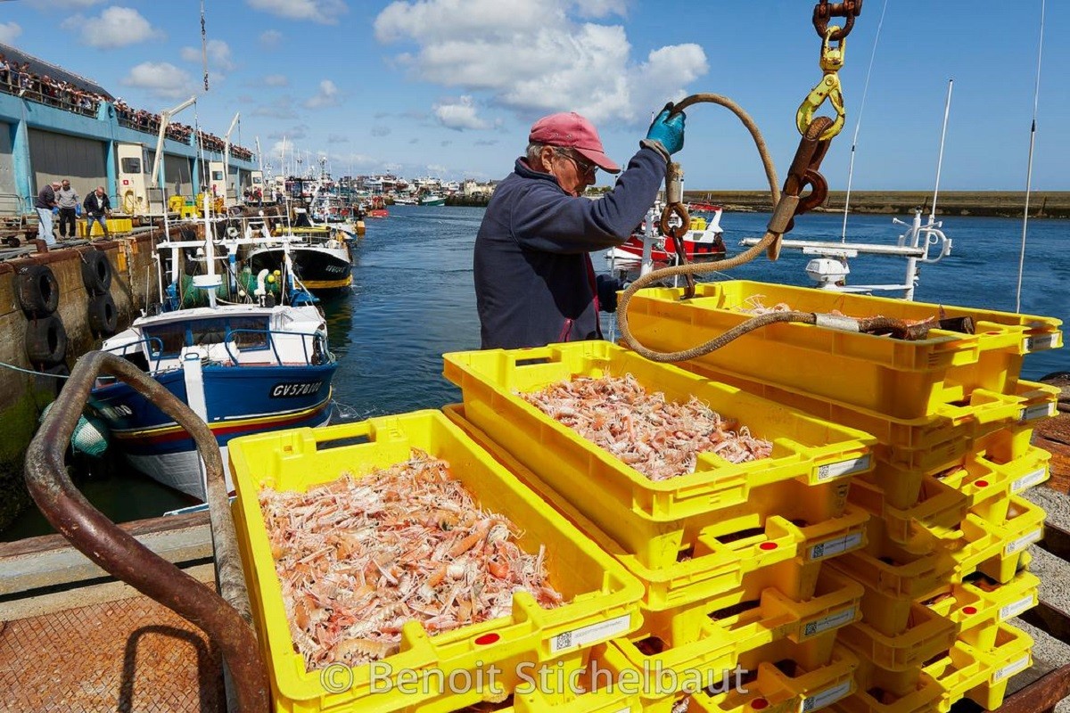Landing of Langoustines
