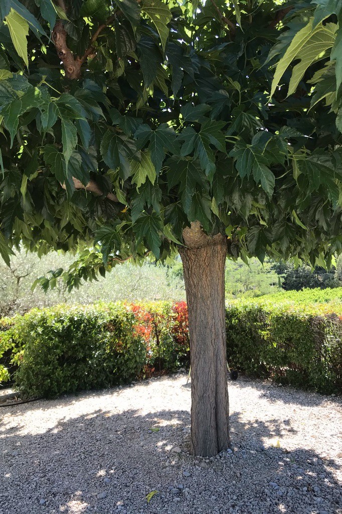 Un jardin privatif ombragé ...