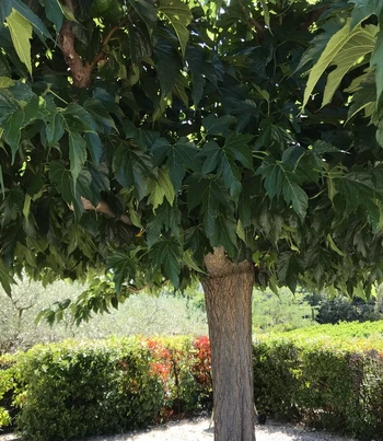 Un jardin privatif ombragé ...