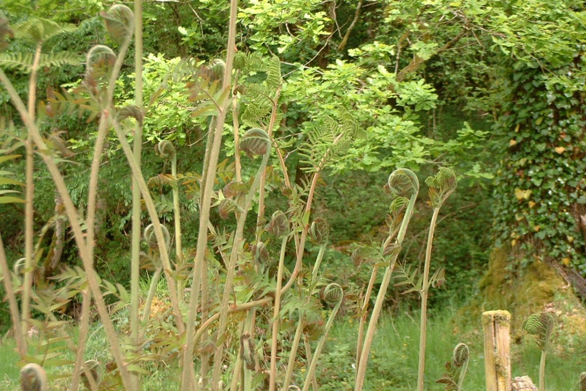 Parc