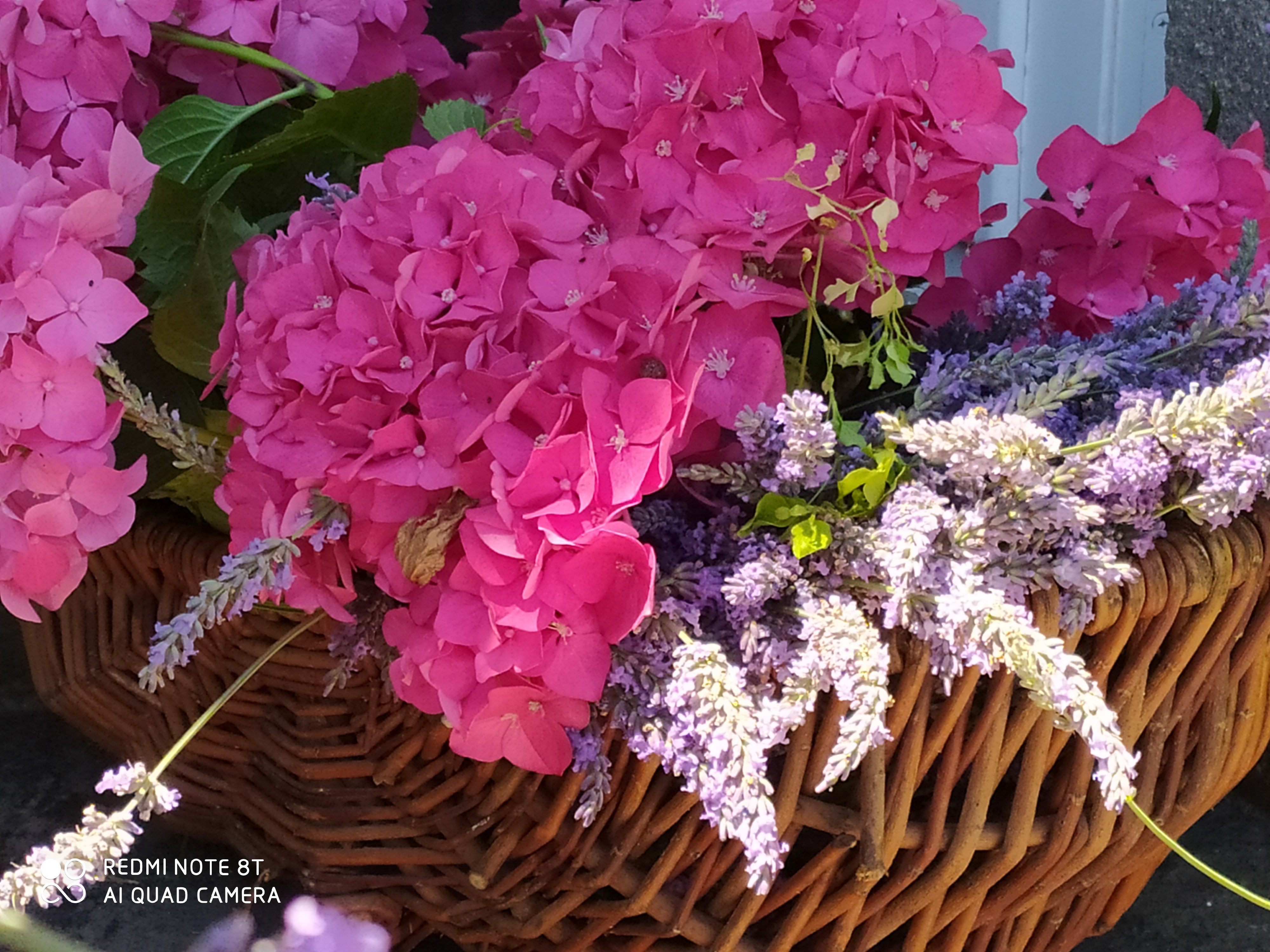 hortensias du jardin