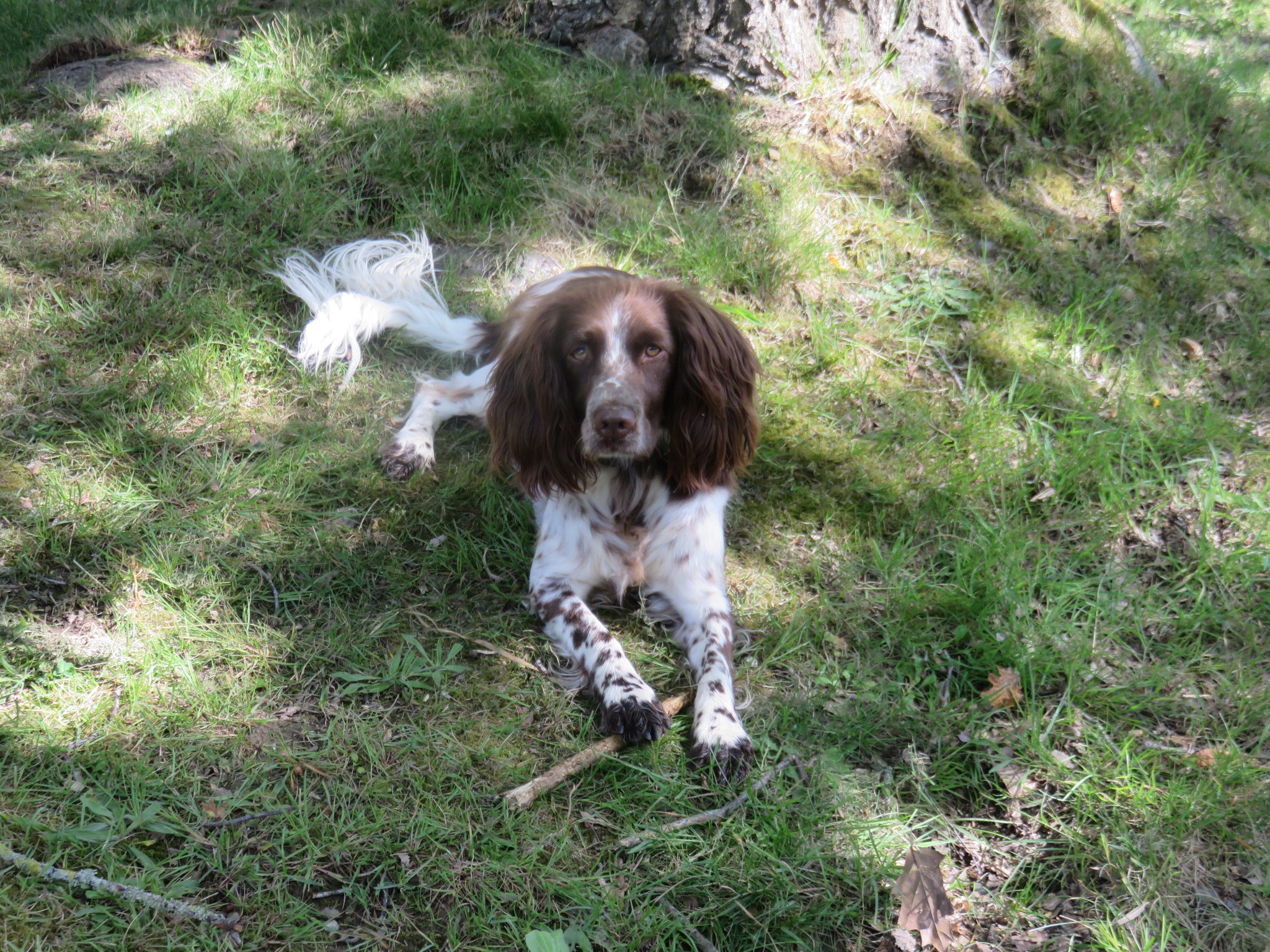 Aster our springer bitch