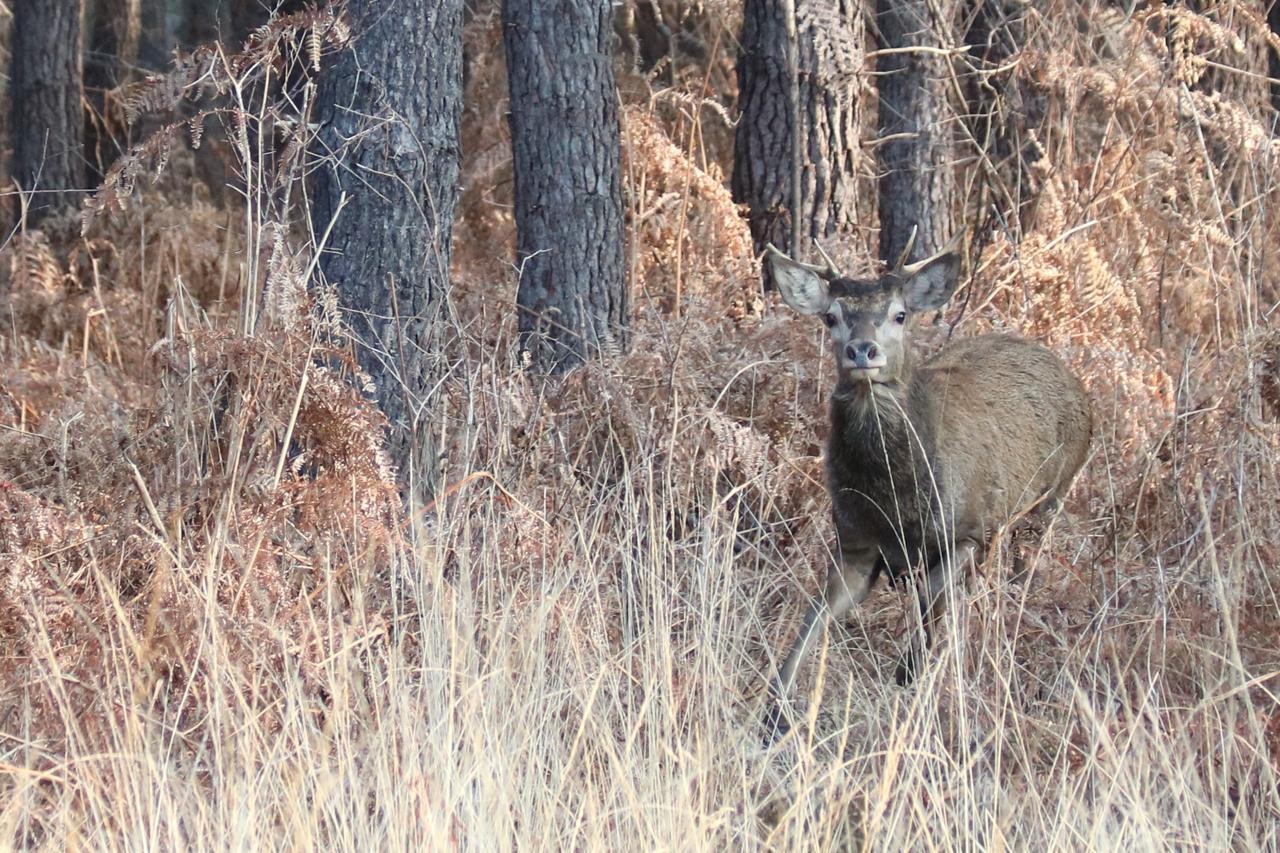 Gîte d'Hybère -  Animaux sauvages