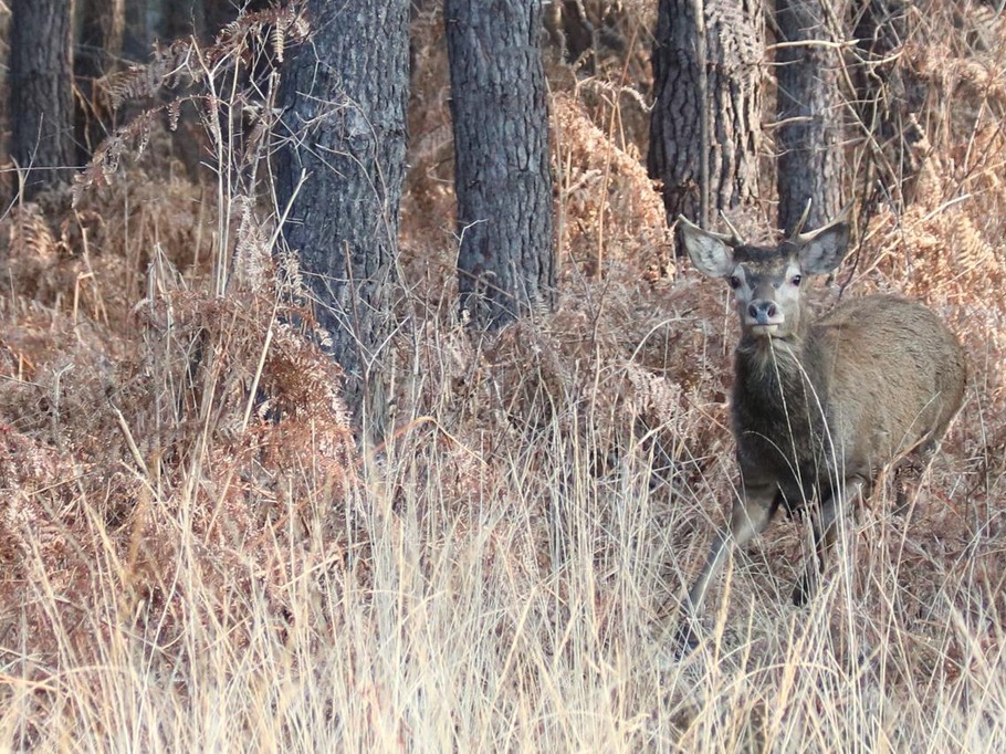 Gîte d'Hybère - Animaux sauvages