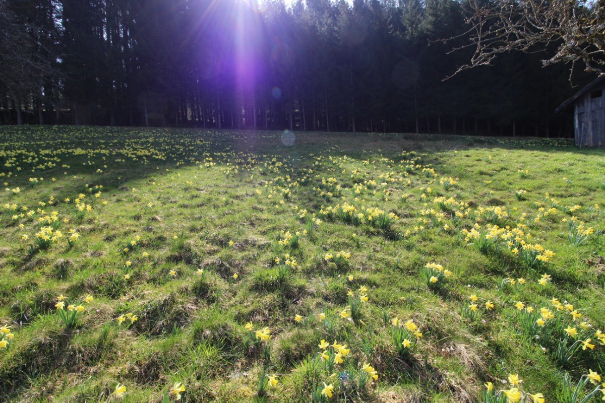 mon champ de jonquilles