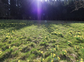 mon champ de jonquilles