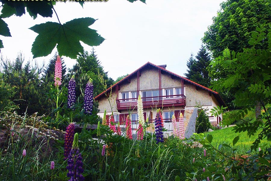 en pleine nature des hautes-vosges