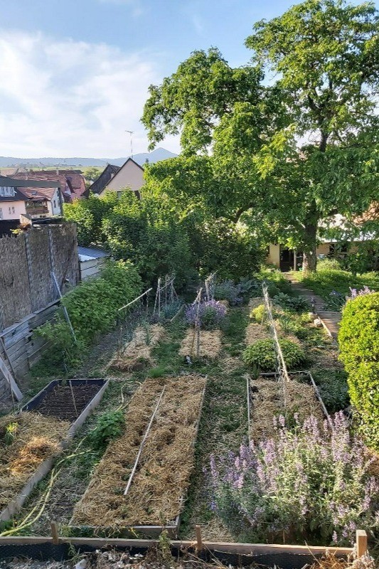 vegetable garden