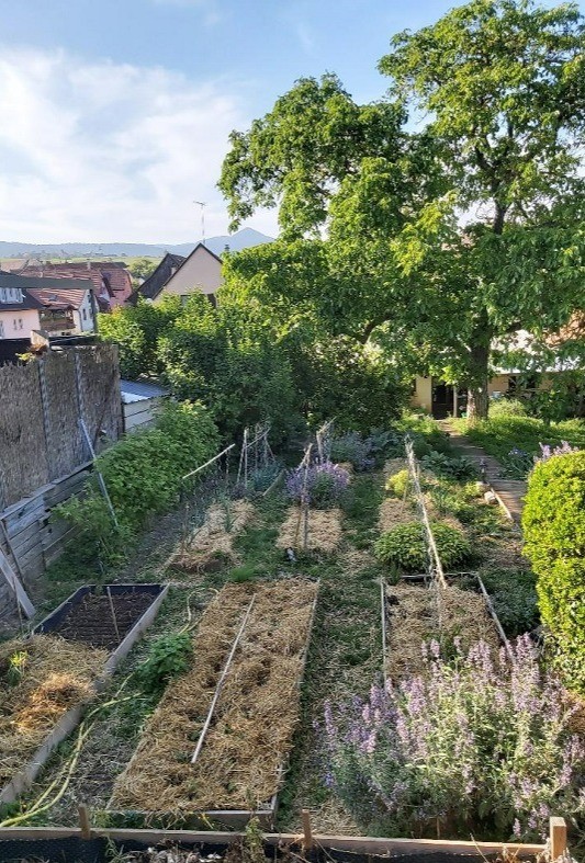 vegetable garden
