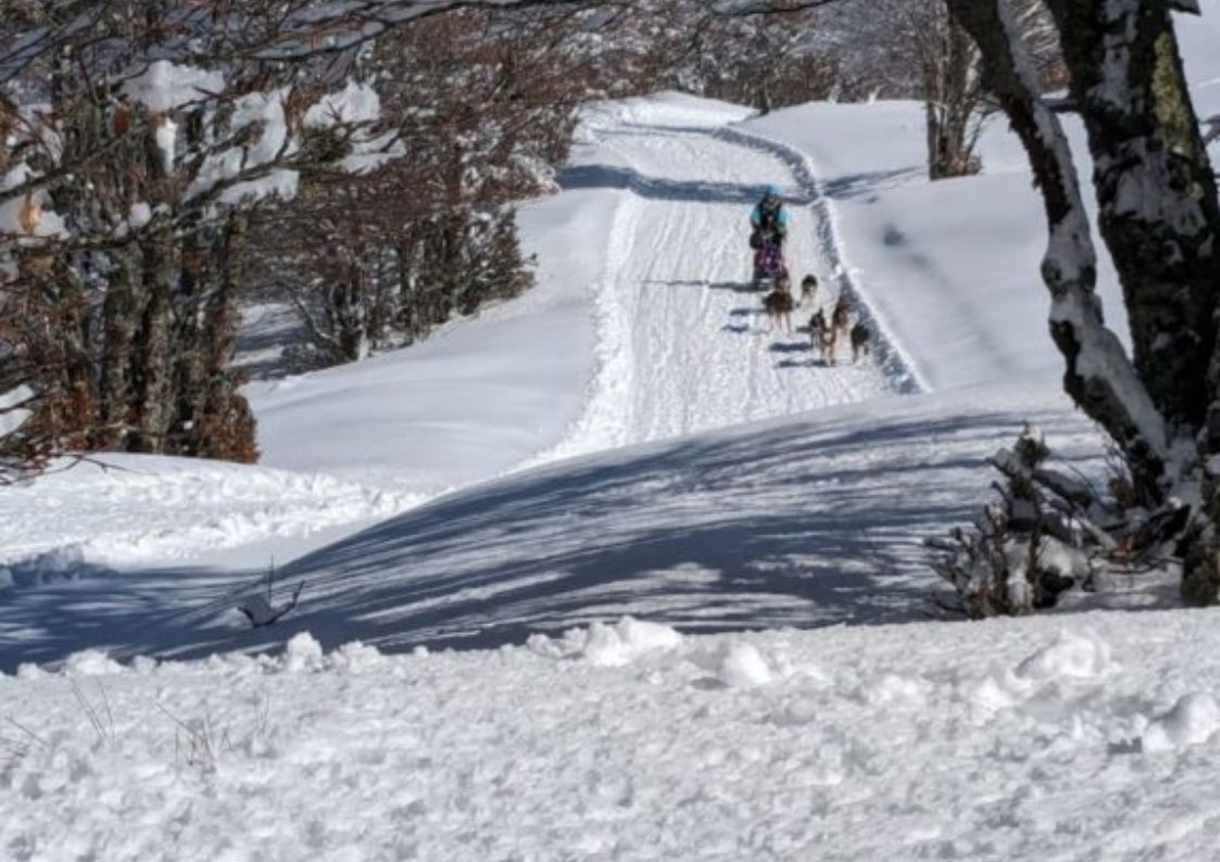Dog sledding near Puy Mary in Cantal in winter