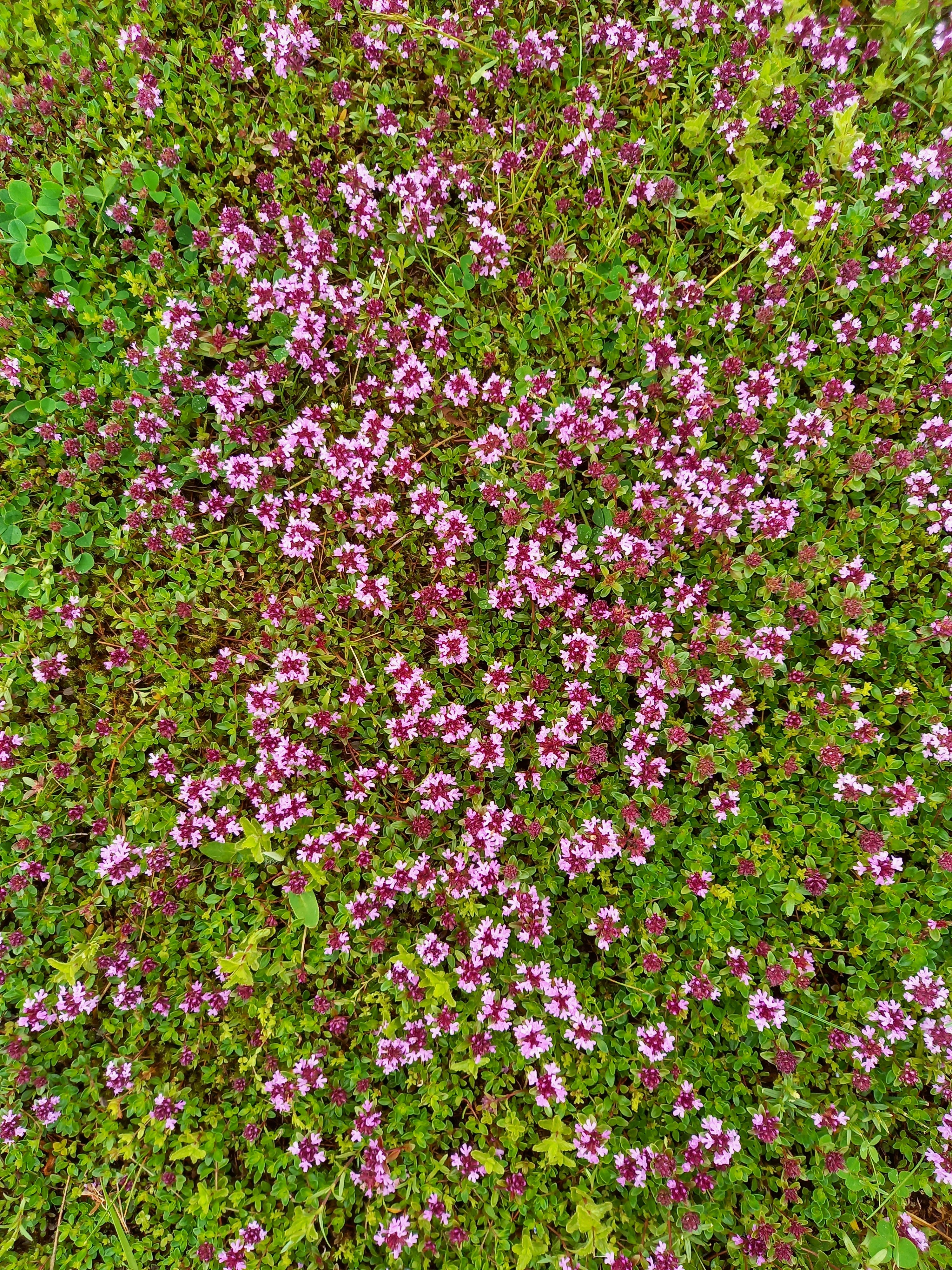 wild thyme