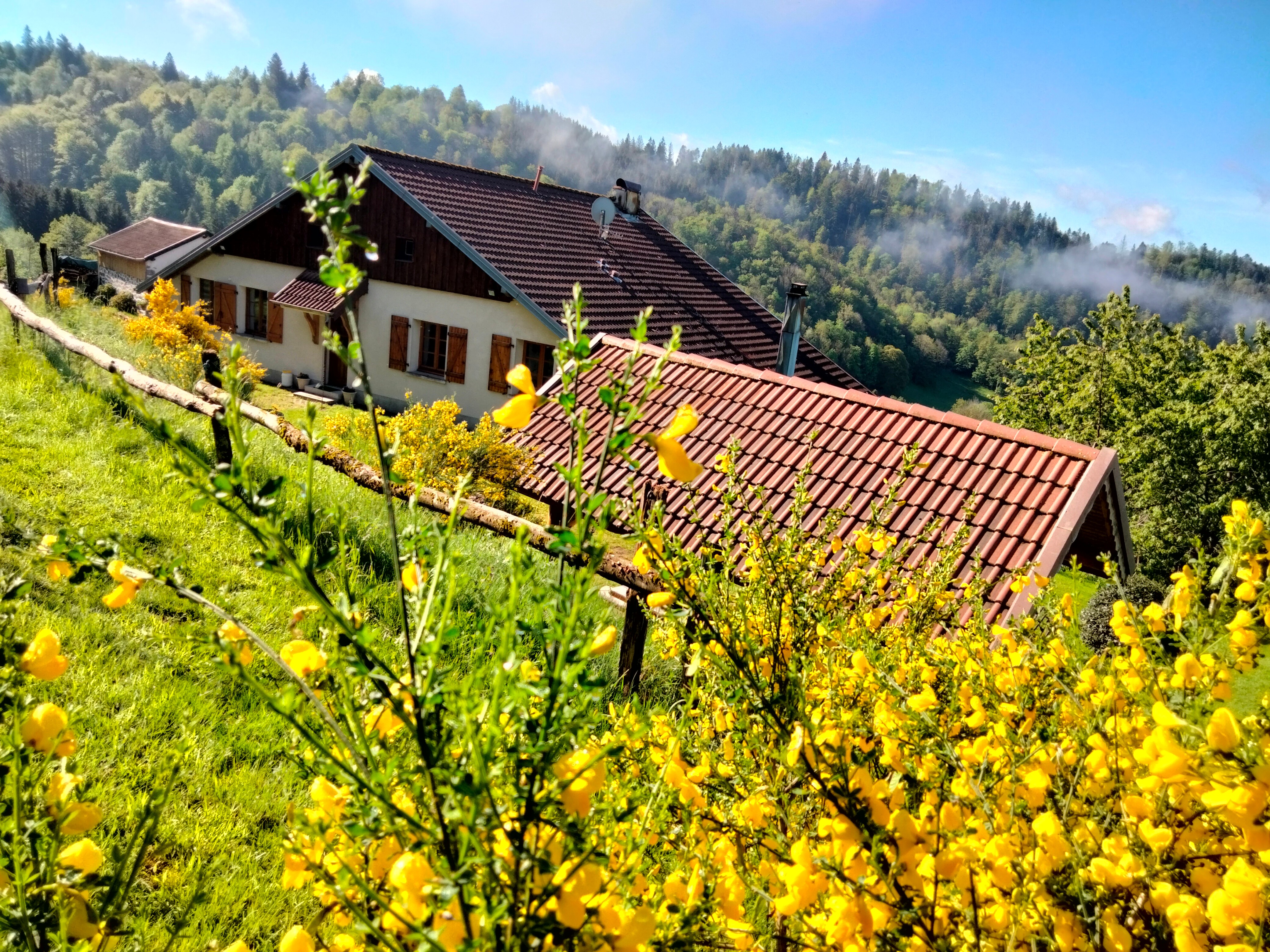 Couleurs du printemps - Gîte "Le Grenier du Roc" ancienne ferme au cœur des Vosges à Basse-sur-le-Rupt