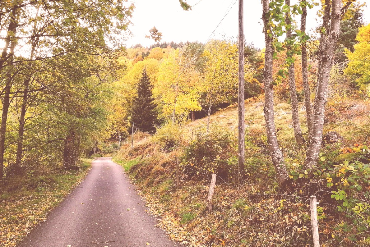 Chemin qui mène au gîte en automne