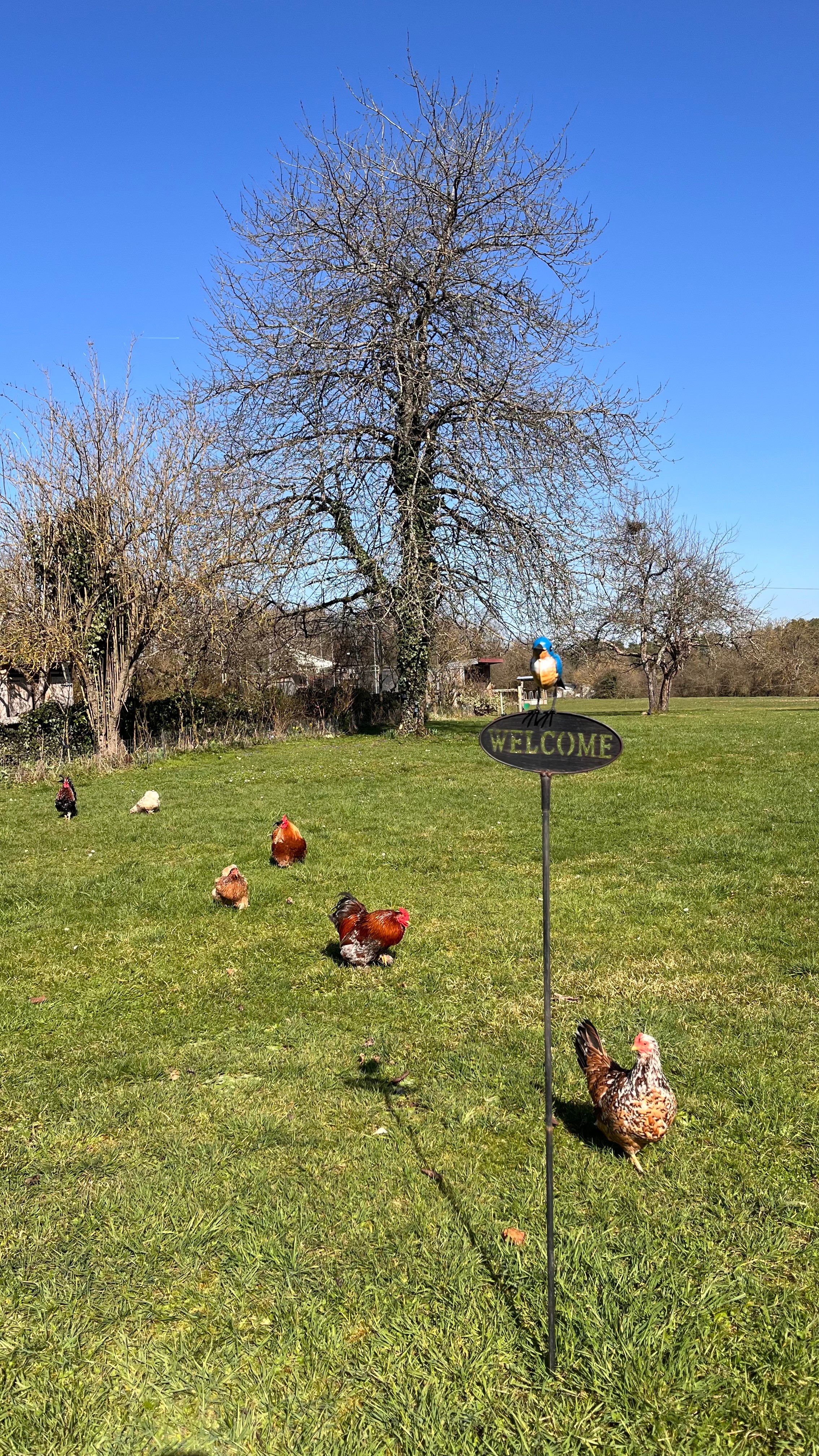 Le jardin et ses poules - Clos de la Créssonnière