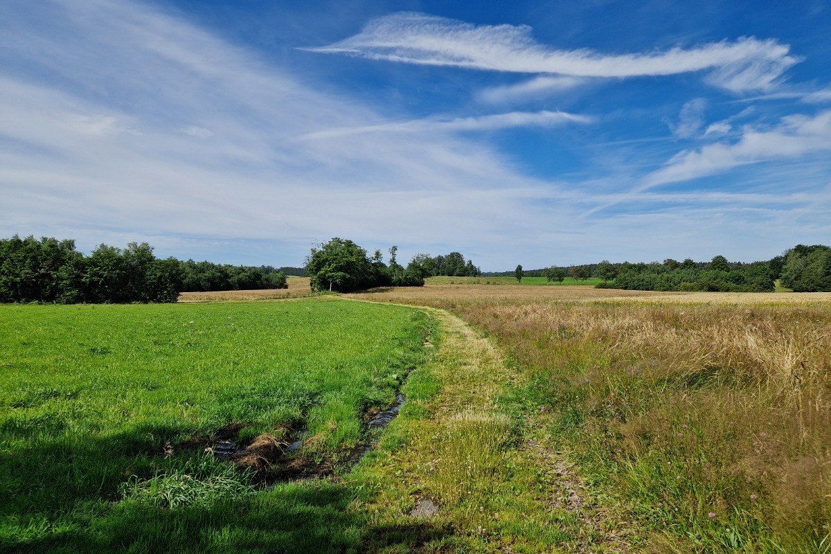 Chemin de randonnée à 50m du Gîte Vosgien Chez Capucine et Mirabelle à BELLEFONTAINE 88