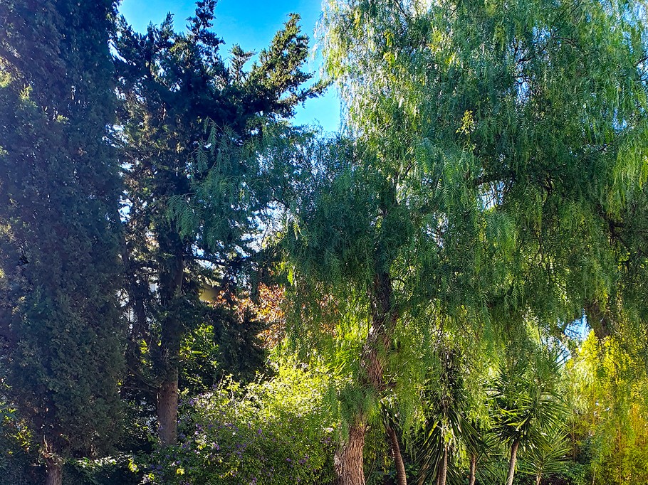 La piscine ombragée, idéale pour les moments de grosses chaleurs 🌴🌴🌴