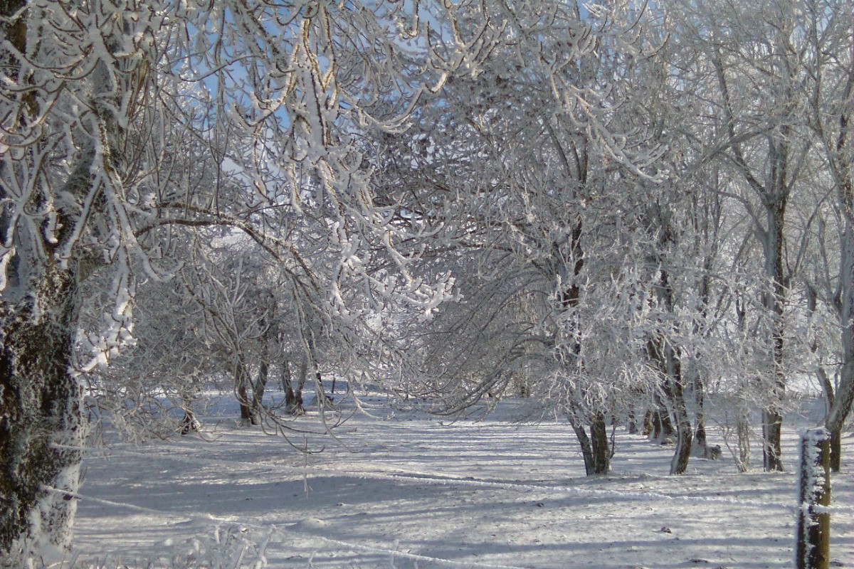 Promenade en hiver