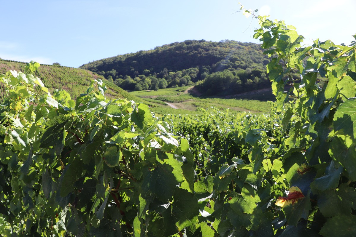 Vignoble jurassien