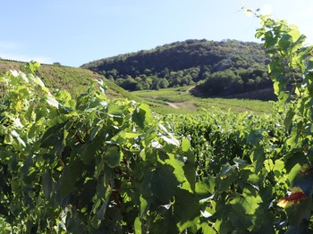 Vignoble jurassien